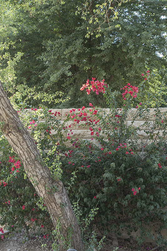 Pleasant walkway park (4)
