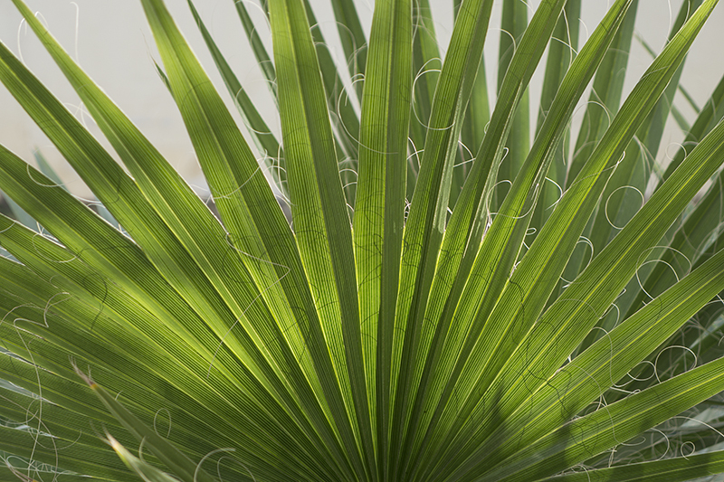 The permanence of the palm