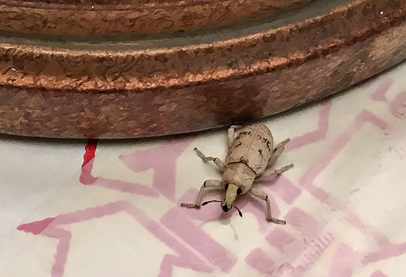 The new tenants are already moving in