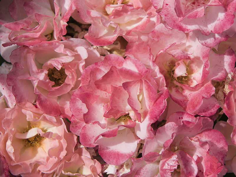 Roses framed