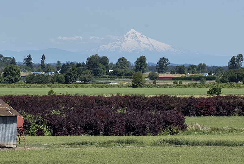 Three mountains: Mount Hood