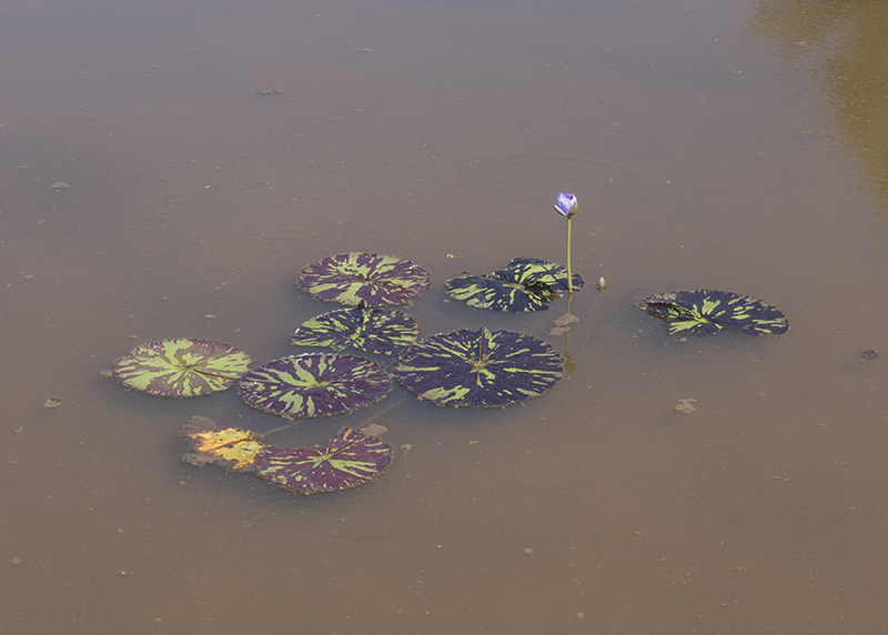 Colorful lily pads