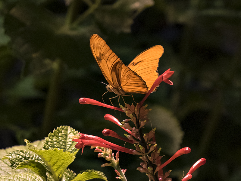 The Butterfly Pavilion (2)