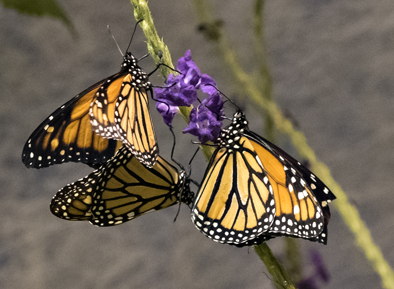 The Butterfly Pavilion (3)