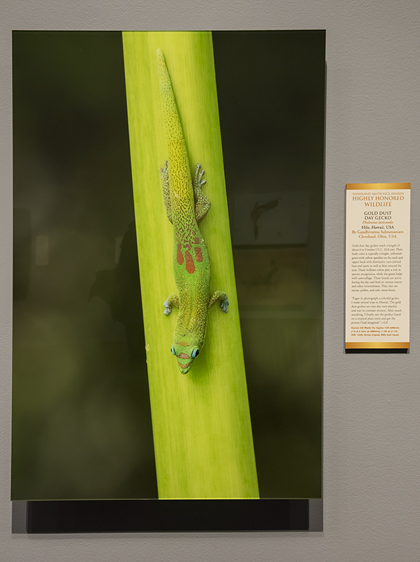 Gold Dust Day Gecko, by Gandhivarma Subramaniam