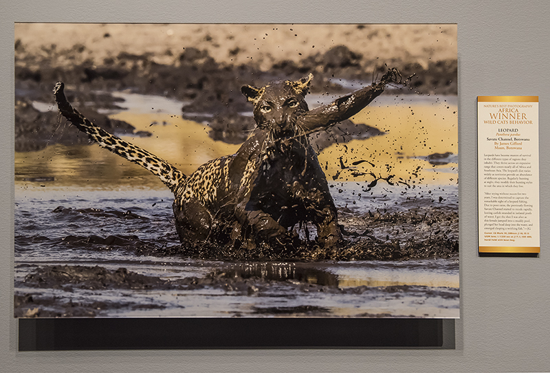 Leopard and Catfish, by James Gifford