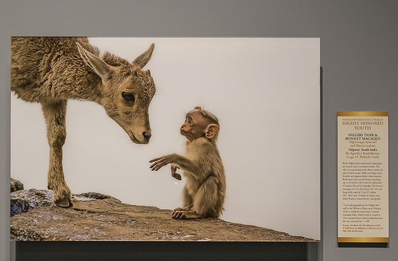 Nilgiri Tahr and Bonnet Macaque, by Agasthya Karthikeyan