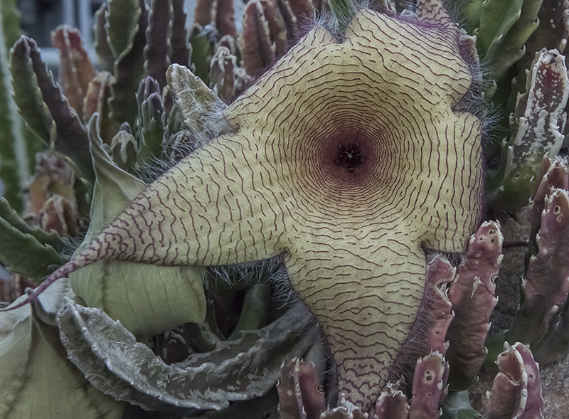 At the US Botanic Garden