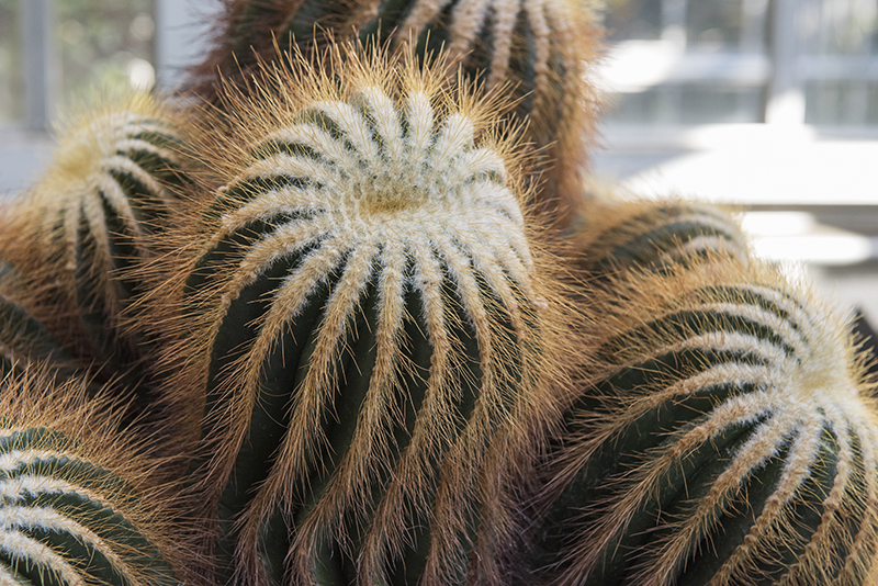 At the US Botanic Garden