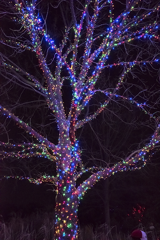 ZooLights at the National Zoo