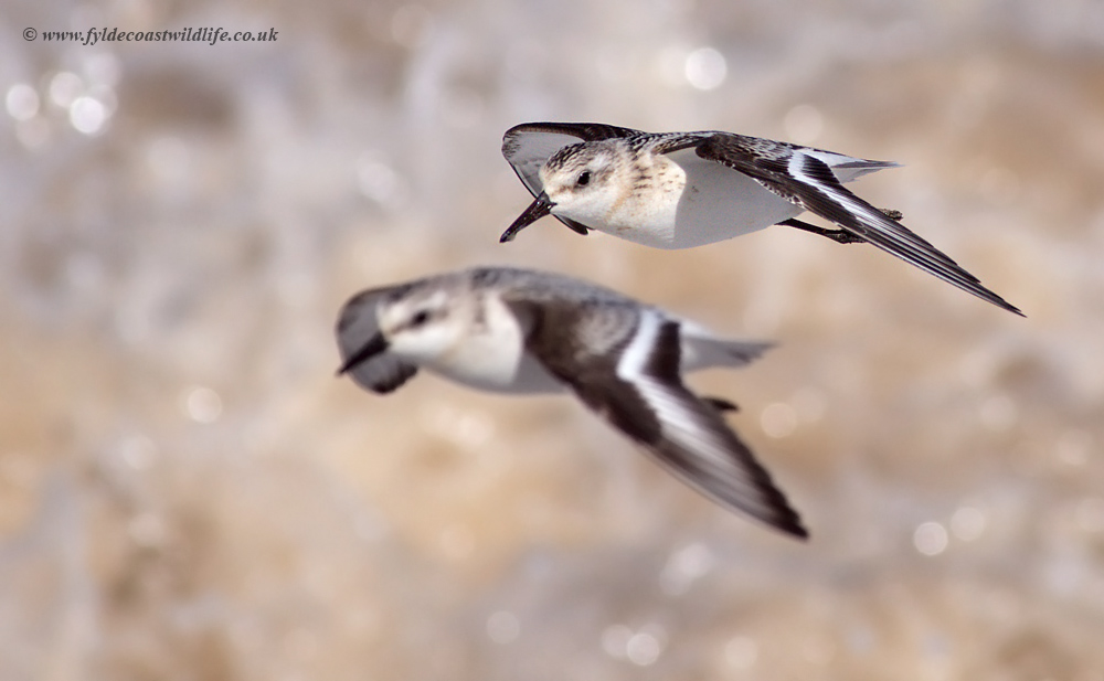 Sanderling