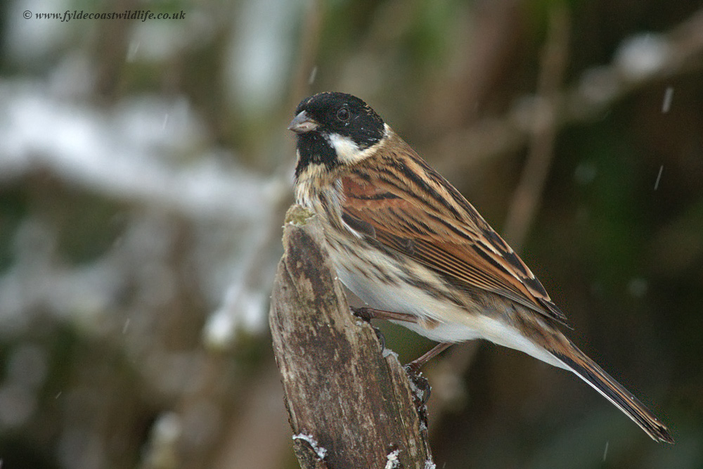 Reed Bunting