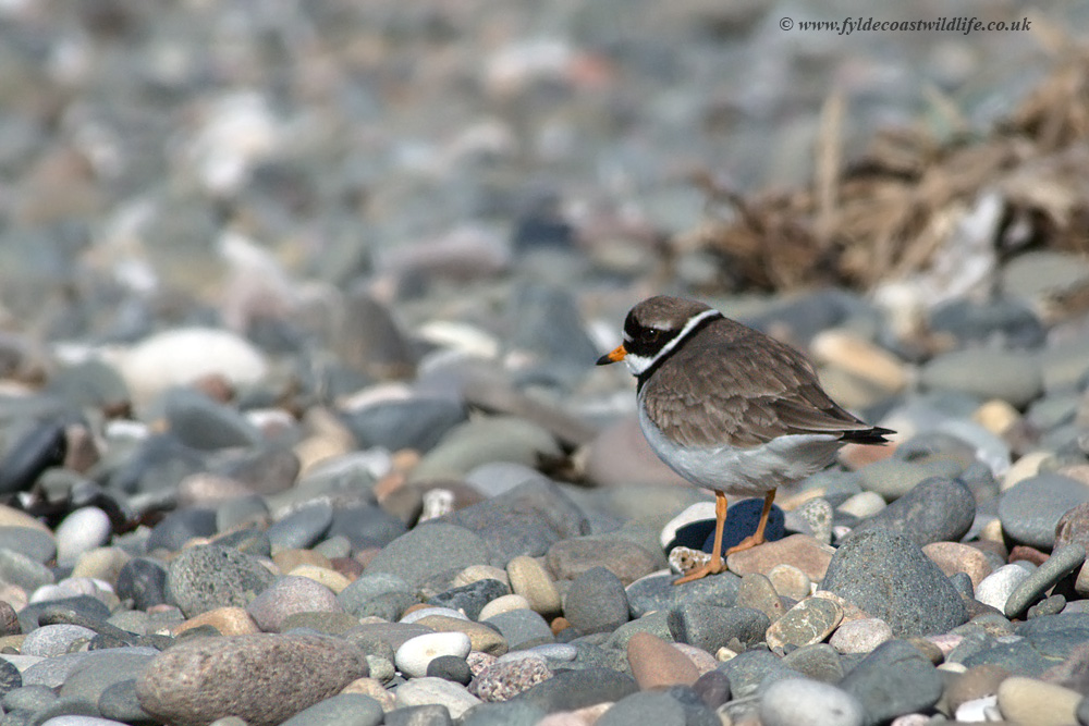 Ringed Plover