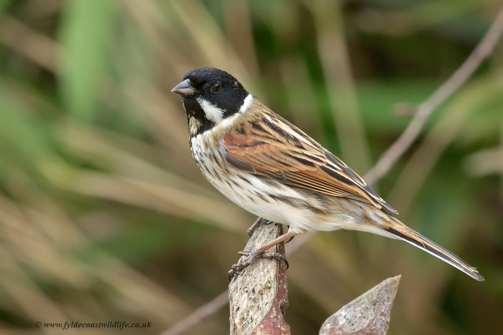 Reed Bunting