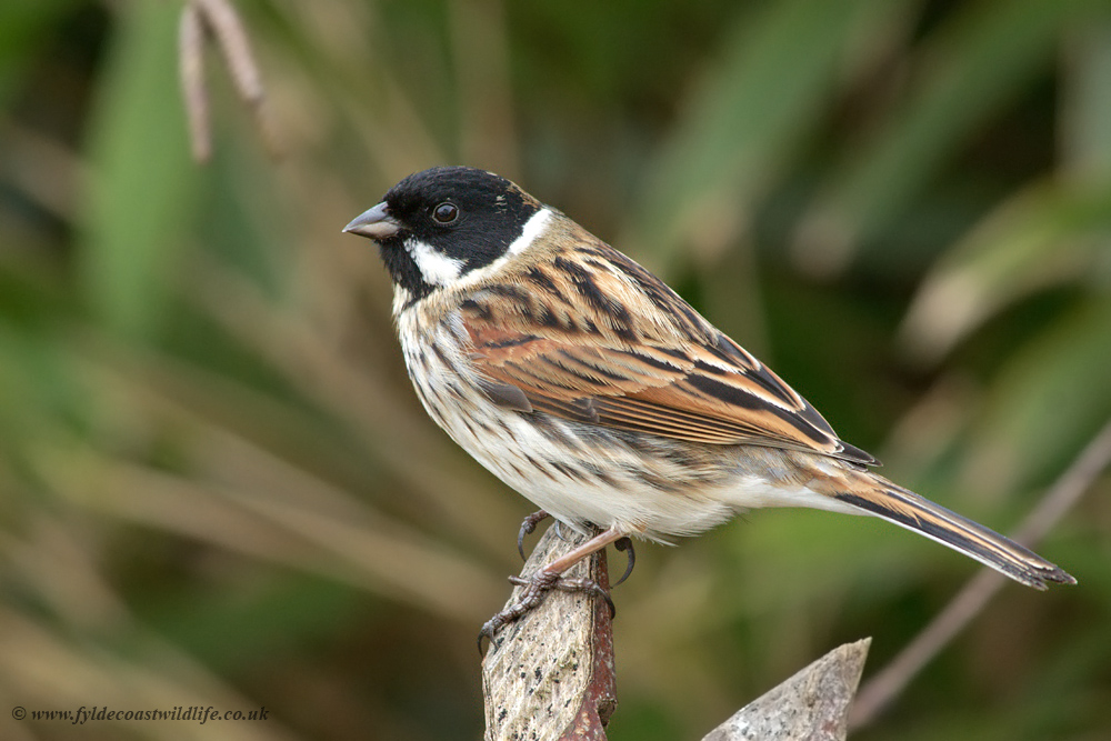 Reed Bunting