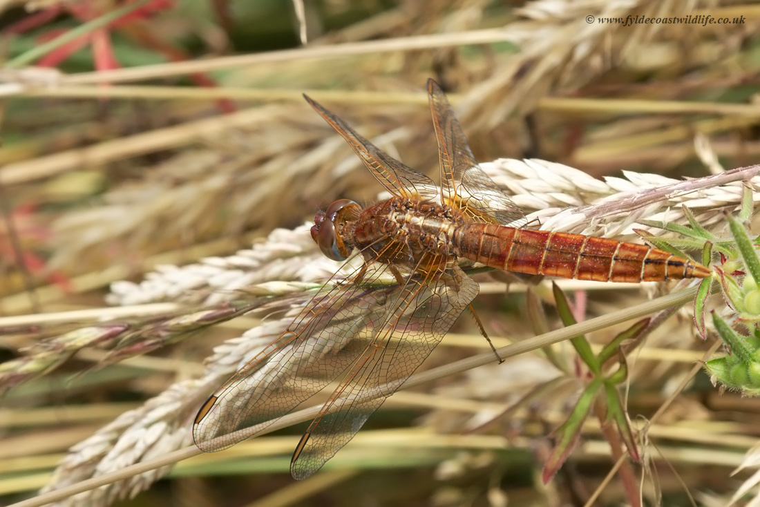 Scarlet Darter