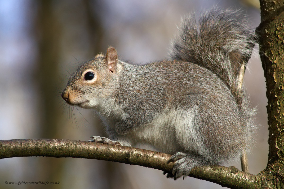 Grey Squirrel