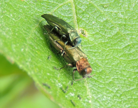 Agrilus viridis - Grn smalpraktbagge .jpg