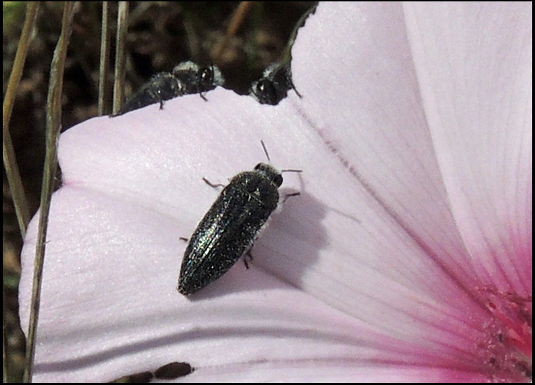 Acmaeodera cylindrica - Hårig praktbagge(Mallorca). jpg
