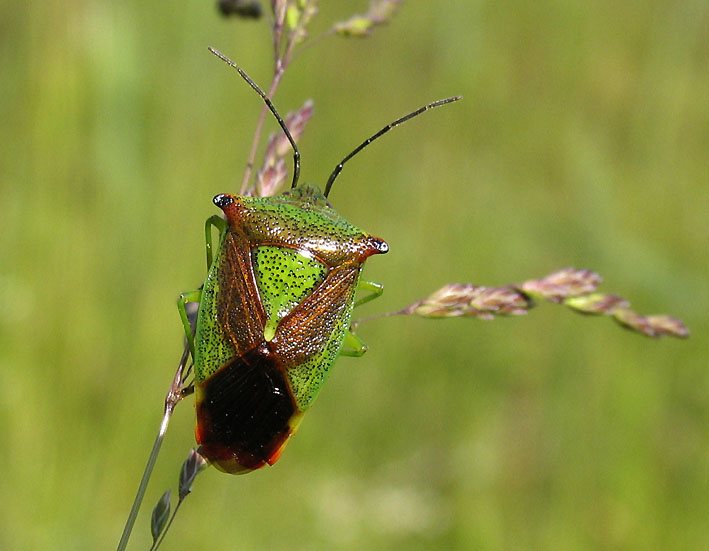 Pentatomoidea - Brfisar