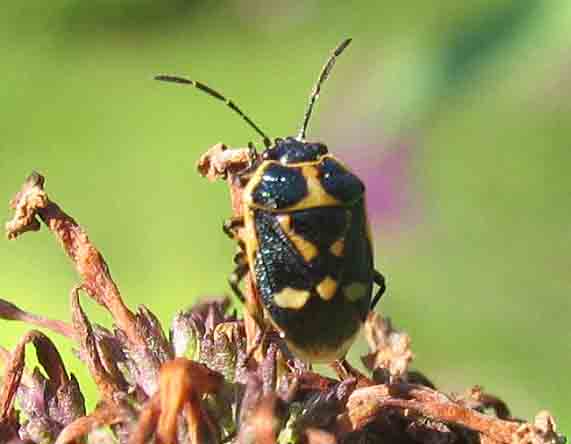 Eurydema oleracea - Rapssugare - .jpg