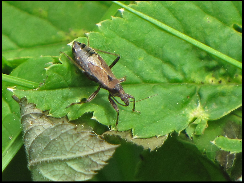 Reduvlidae - Rovskinnbaggar