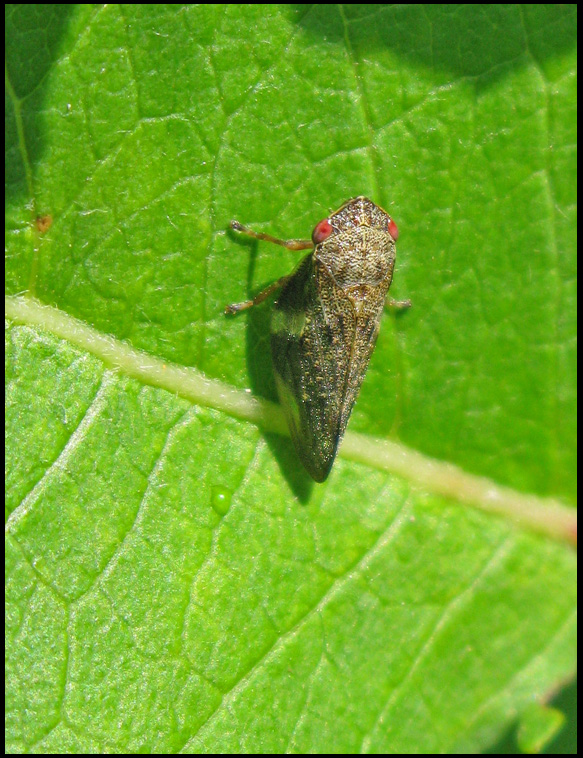 Aphrophora alni - Alder Spittlebug - Slgspottstrit .jpg