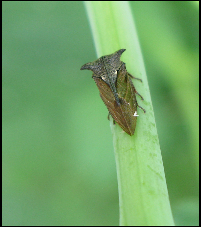 Centrotus cornutus - Hornstrit .jpg