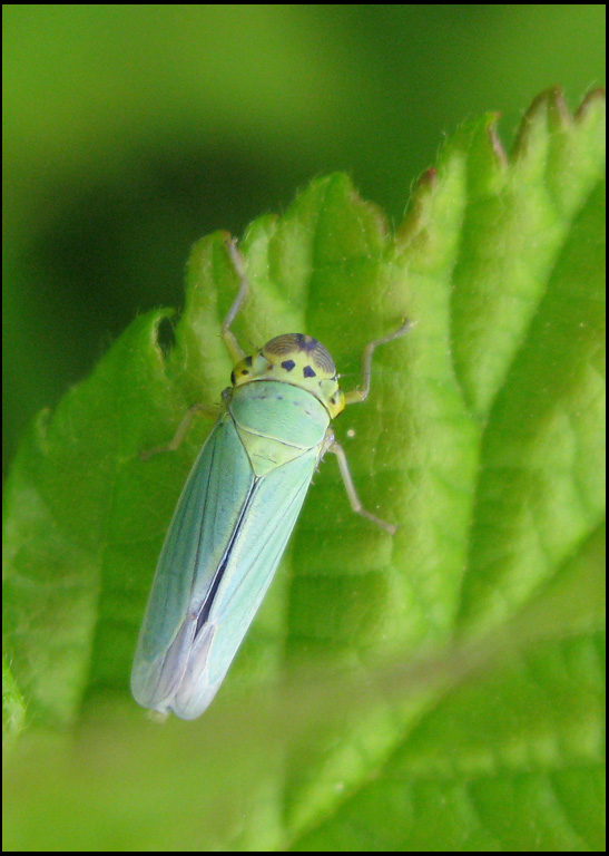 Cicdella viridis - Green Leafhopper - Blgrn krrstrit jpg