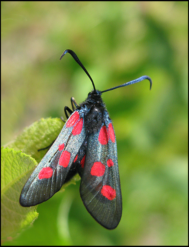Zygaenidae - Burnet Moths and Forester Moths