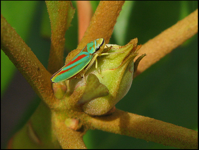 Graphocephala fennahi  - Rhododendron strit .jpg