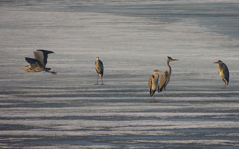 Grey Herons - Ardea cinnerea.jpg