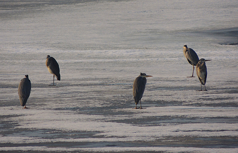 Grey Herons - Ardea cinnerea.jpg