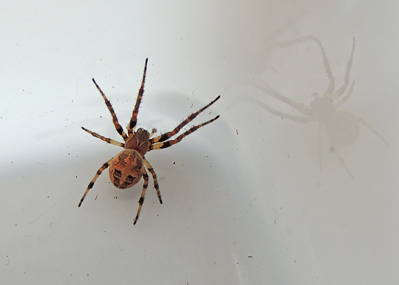 Vasshjulspindel - Larinioides cornutus jpg