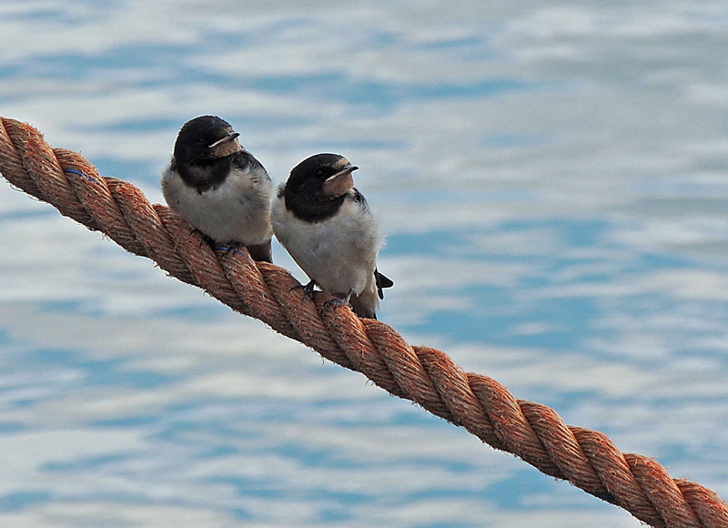 Barn Swallow - Hirundo rustica.jpg - Ladusvala.jpg
