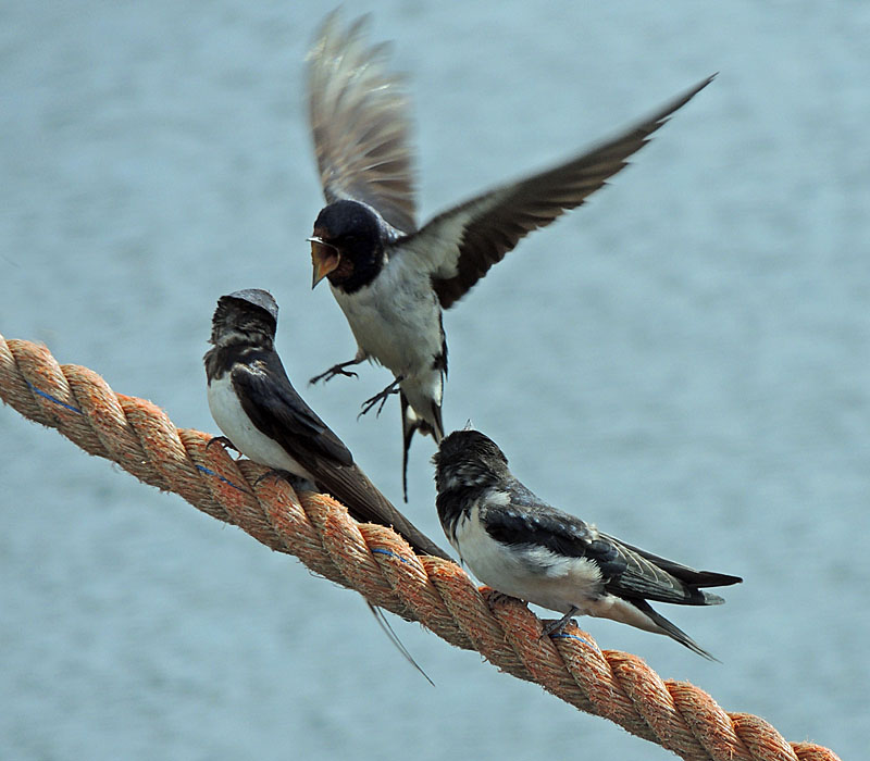 Barn Swallow - Hirundo rustica.jpg - Ladusvala.jpg