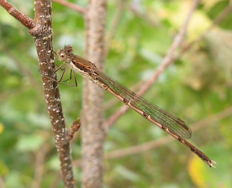 Sympecma fusca - Vinterflickslnda.jpg