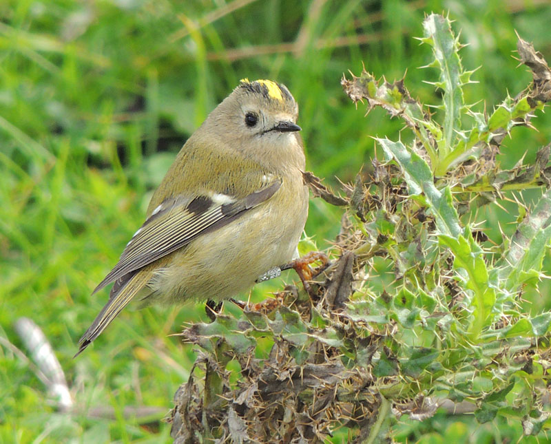 Goldcrest - Kungsfgel.jpg