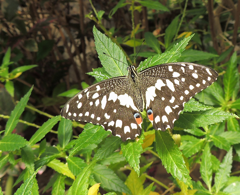 Papilio demodicus.jpg