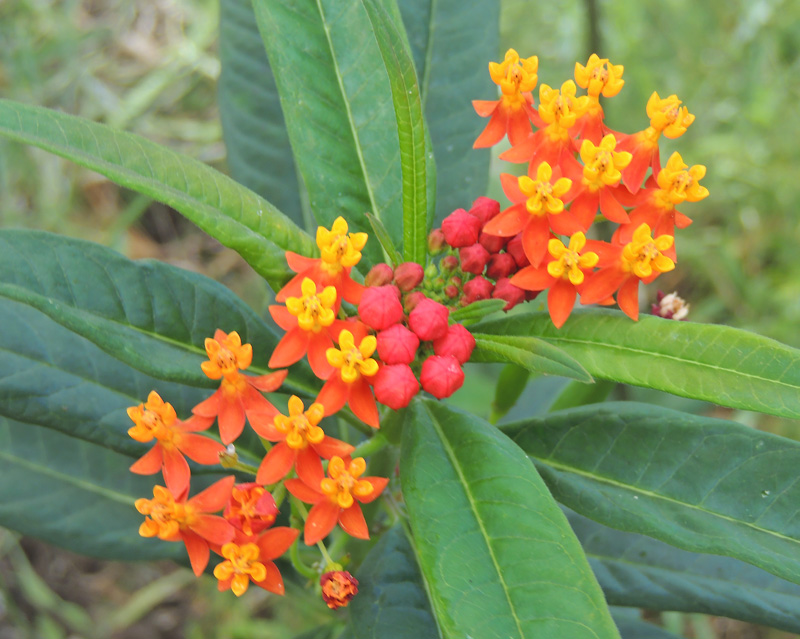 Asclepias curassavica Scarlet Milkweed.jpg