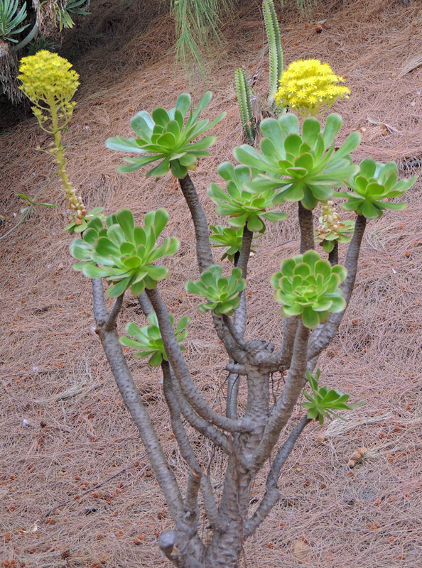 Aeonium balsamiferum.jpg