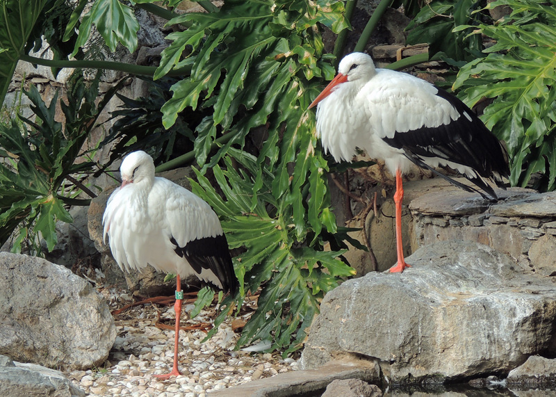 White stork.jpg
