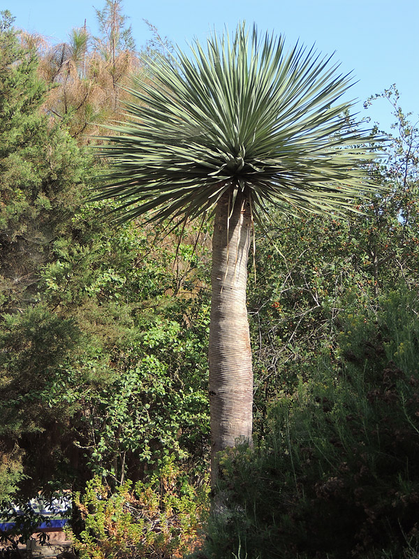 Canary Islands Dragon tree - Drakblodstrd.jpg