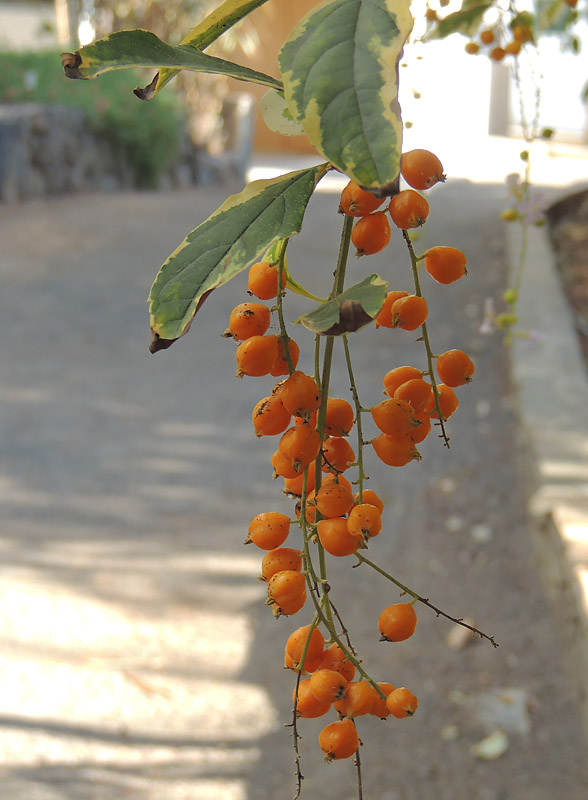 Duranta erecta - Pigeonberry.jpg