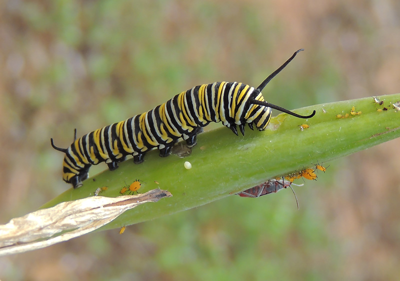Monarch larva.jpg