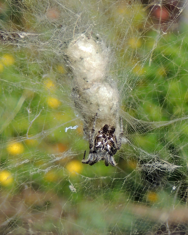 Cyrtophora citricola - Tent web spider.jpg