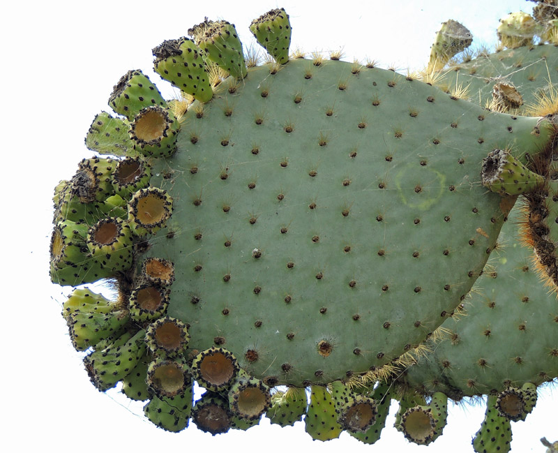 Prickly Pear cactus.JPG