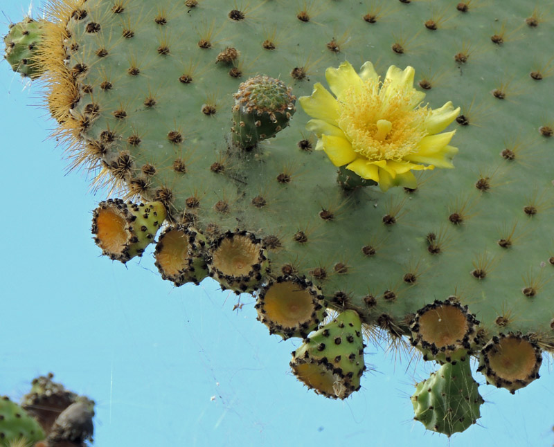 Prickly Pear cactus.jpg