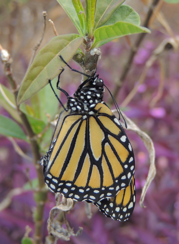 Monarch emerging from pupa