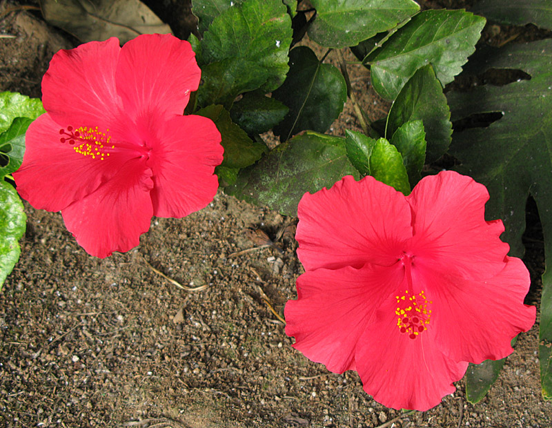 Hibiscus.jpg